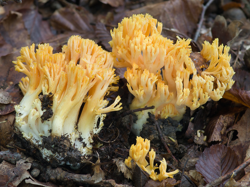 Ramaria fagetorum